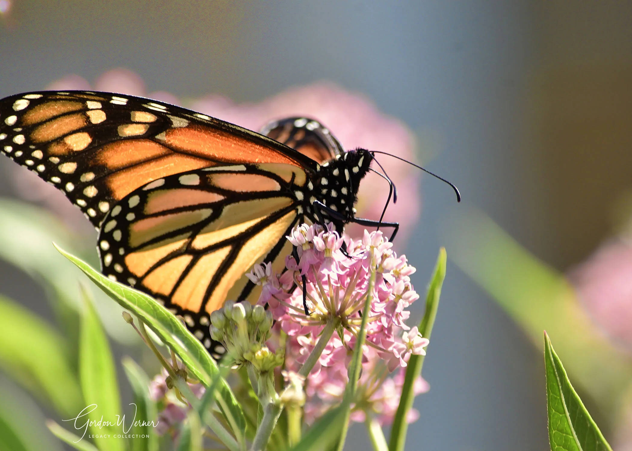 MonarchG1D5376.jpg