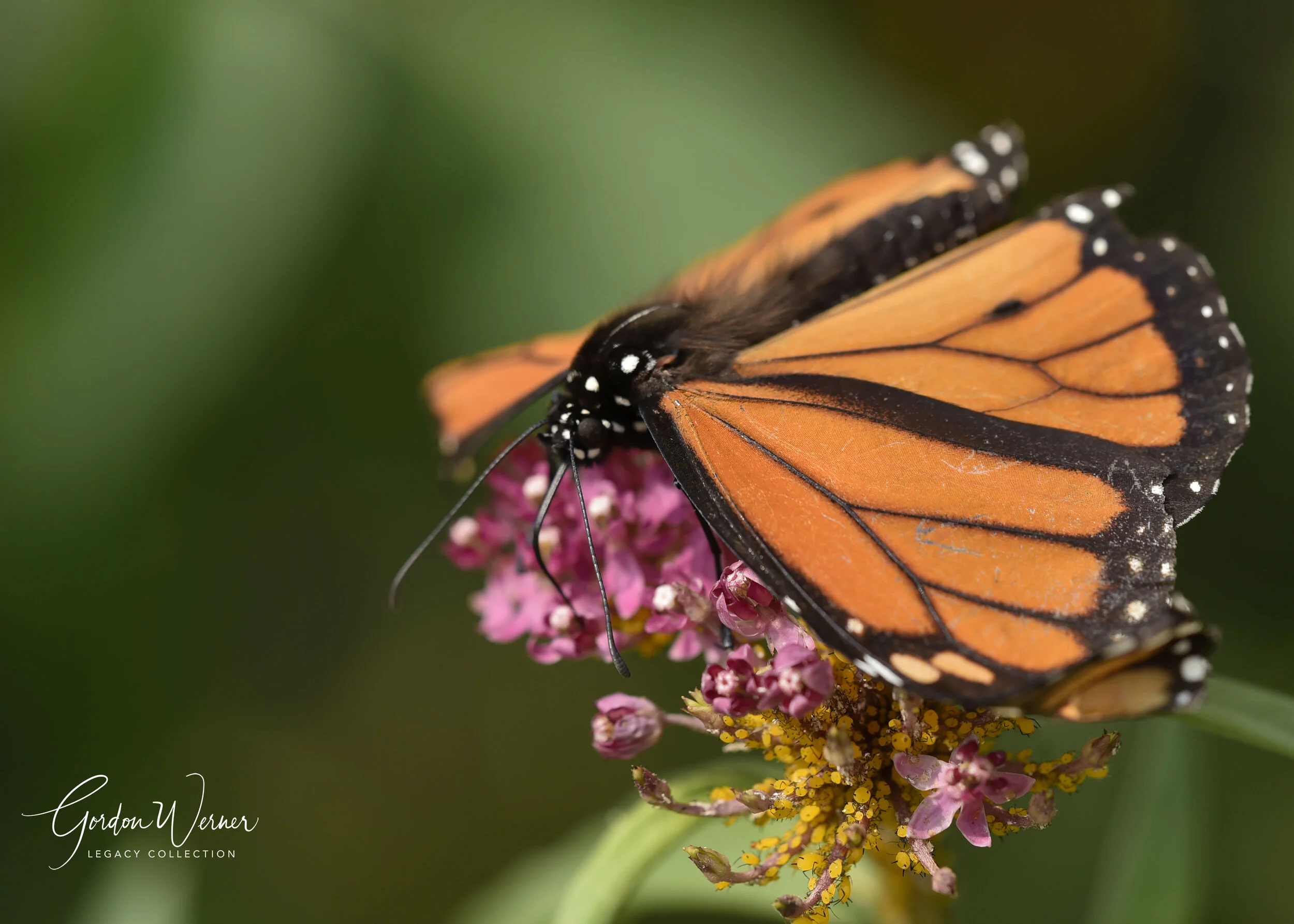 Monarch1AG1D5670.jpg