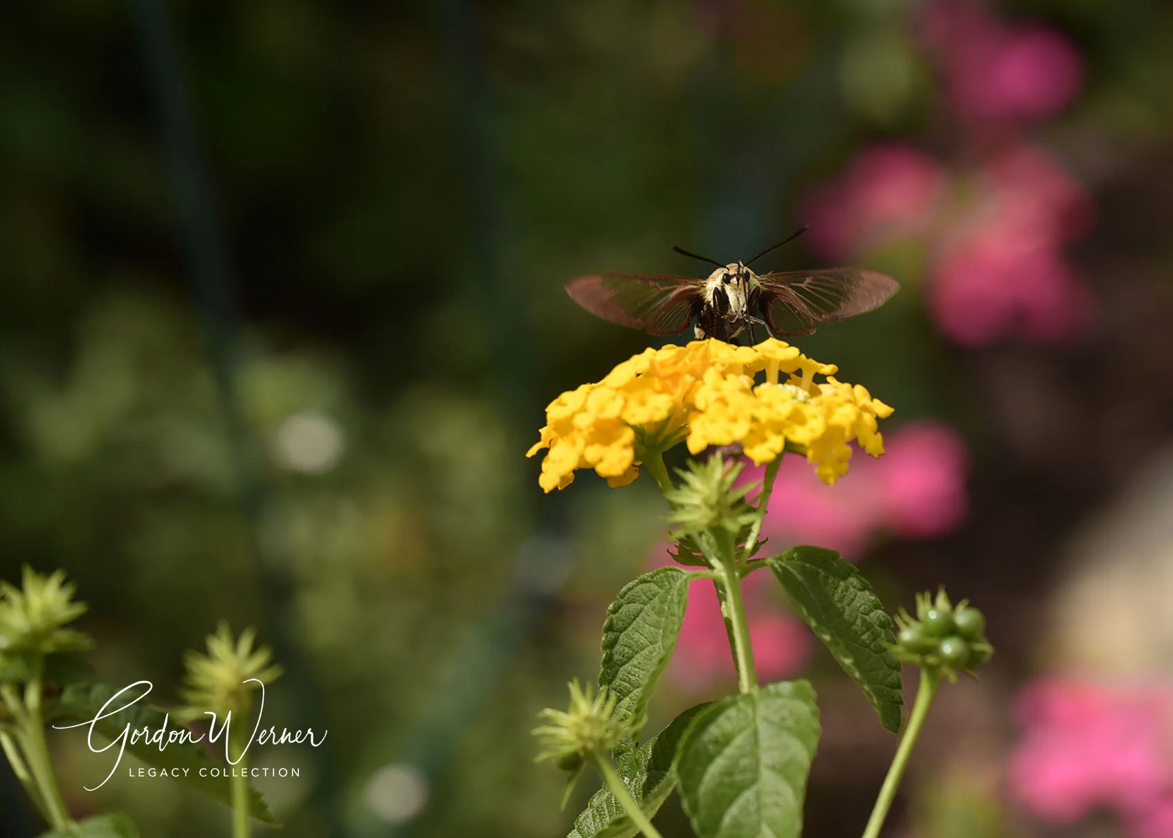 The Face_G1D5714.jpg
