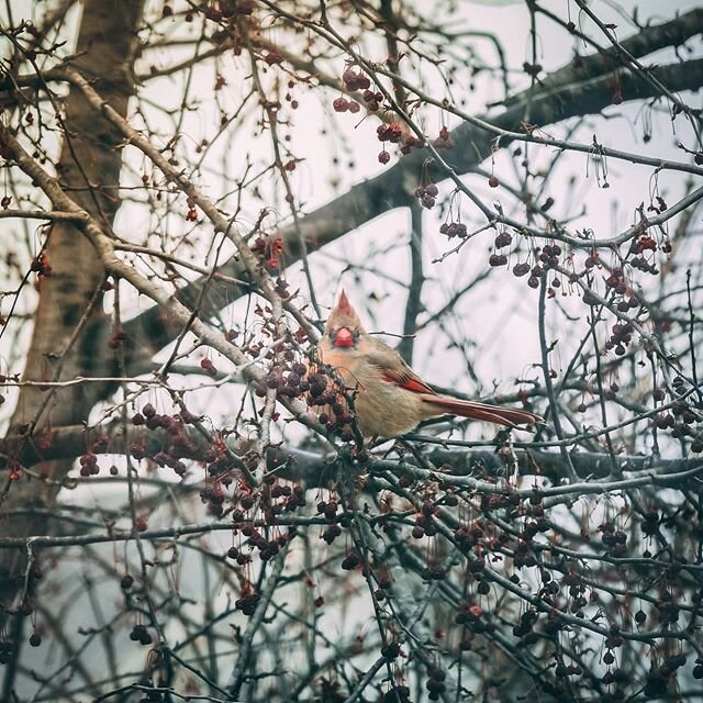 The birds are going crazy around us the past few days. So many robins, a couple blue jays and this cardinal looking beauty. 
#yanseeyando #yanceypants #birds #cardinal #westdesmoines #snowyday #crazybirds #yellowcardinal #outsidethewindow #gh5 #gh5ph