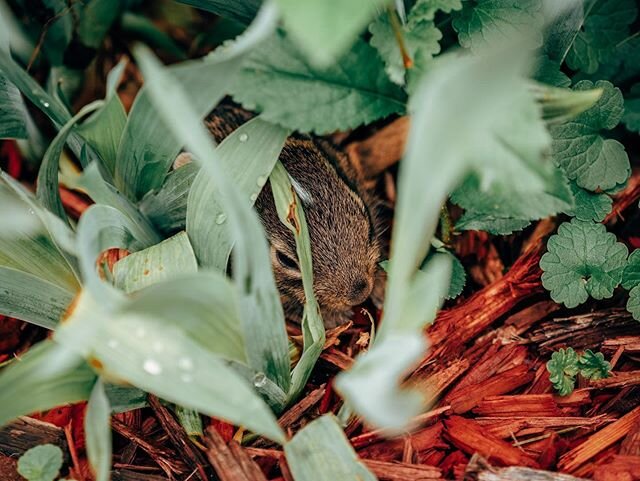 Saw a baby bunny hiding in some of our flowers outback today. Don&rsquo;t worry, I kept my social distance. 
#yancseeyando #yanceypants #babybunny #outback #backyardgarden #bunbun #holidayweekend #memorialdayweekend #backyardcreatures #suburbangarden