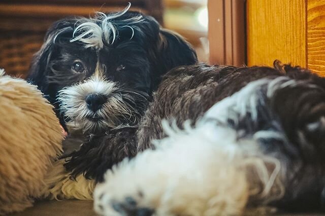 Awe, look at this little angel? So sleepy when it&rsquo;s hot outside. 
@cicicuddlebear 
#yanseeyando #yanceypants #cicicuddlebear #teddybeardogs #shichonpuppy #zuchonpuppy #dogsofinstagram #cutiepie #instacuteness #sleepypuppy🐶 #socute💕