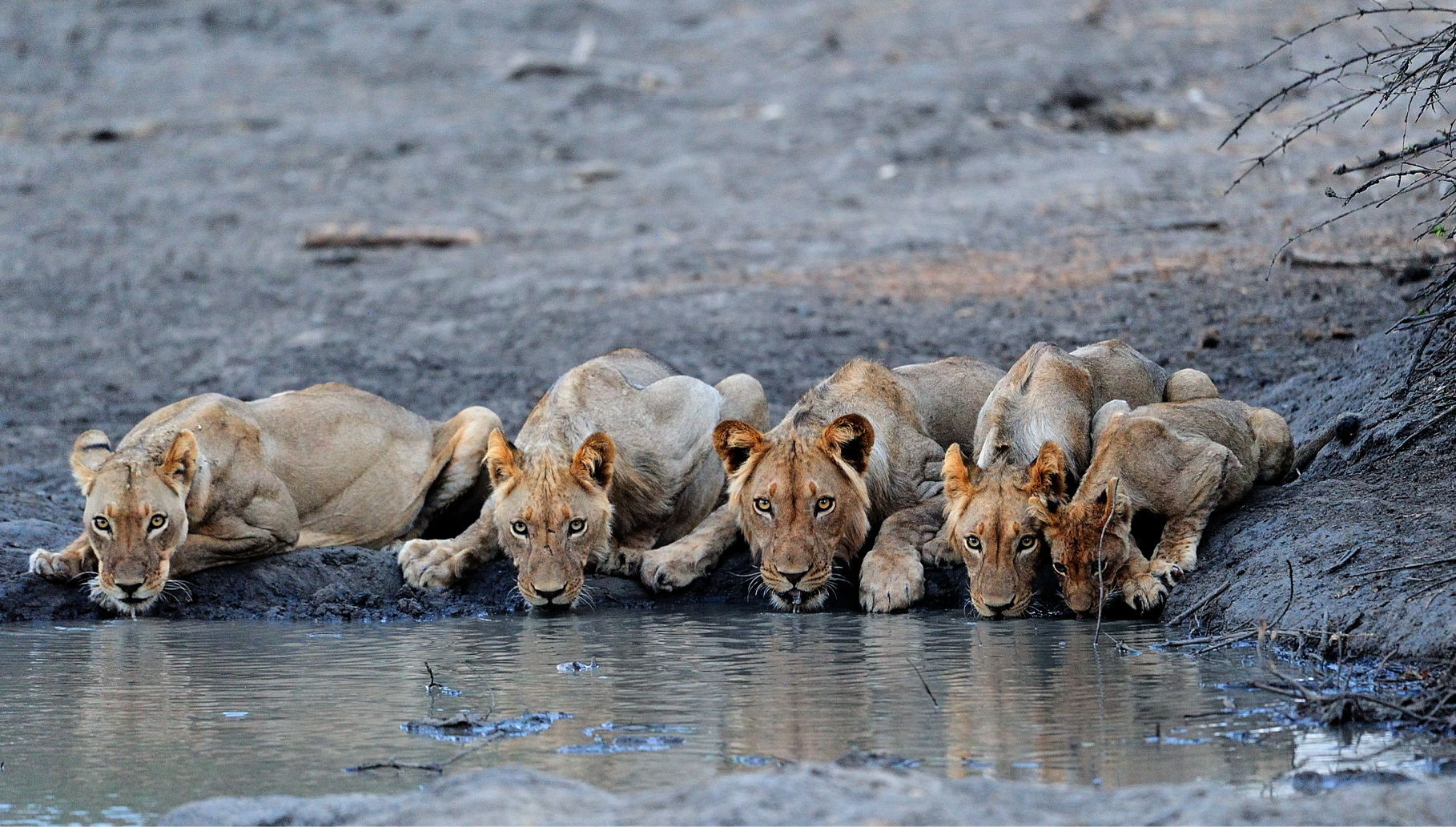 AFRICAN BUSH CAMPS