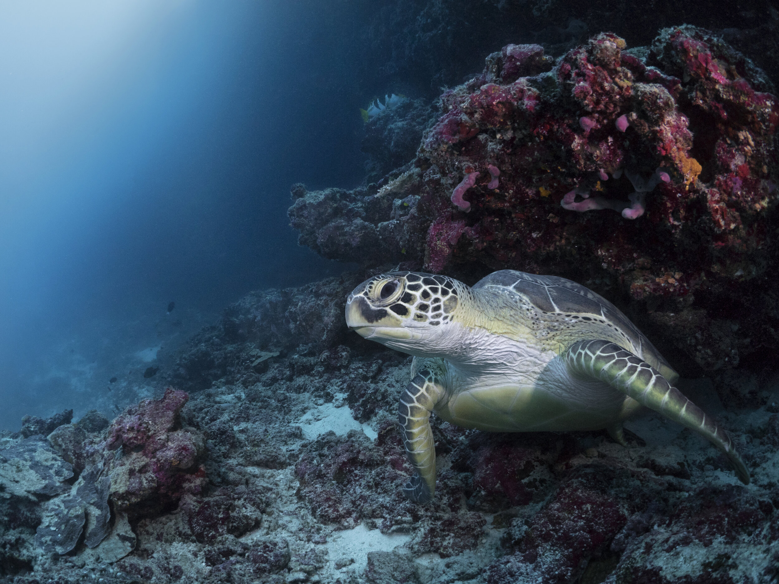 Cheval Blanc - experiences-diving-turtle.jpg