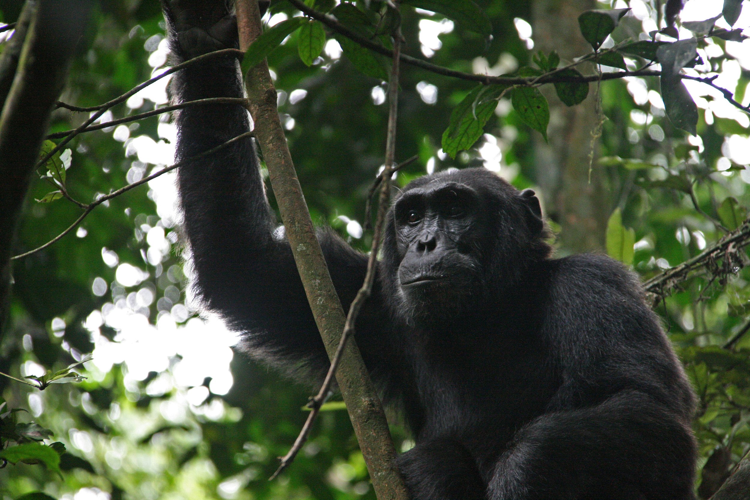 Chimpanzee, Kibale NP.jpg