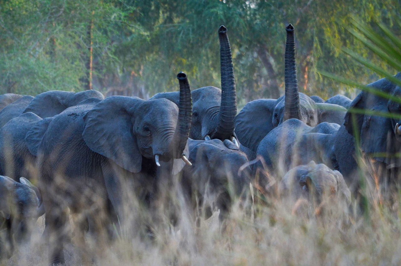 muzimu-tented-camp-gorongosa-national-park-mozambique-crafted-africa-elephants.jpg