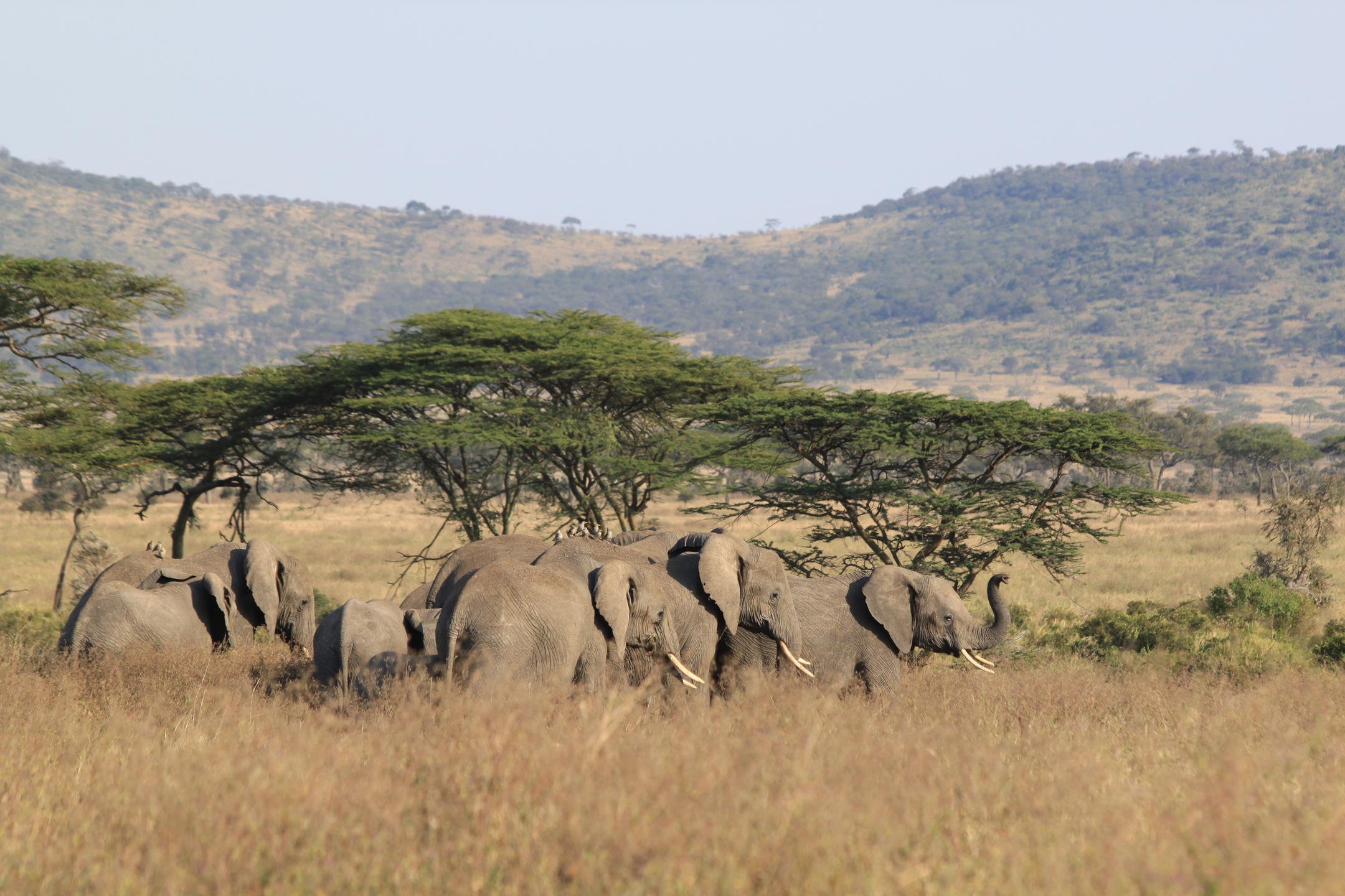 Elephant herd.jpg