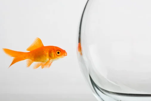 fish-out-of-water.jpg