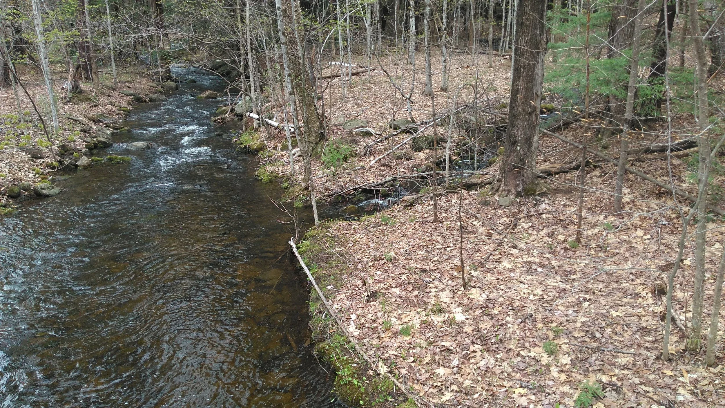 IMG_20170502_144552195.jpg