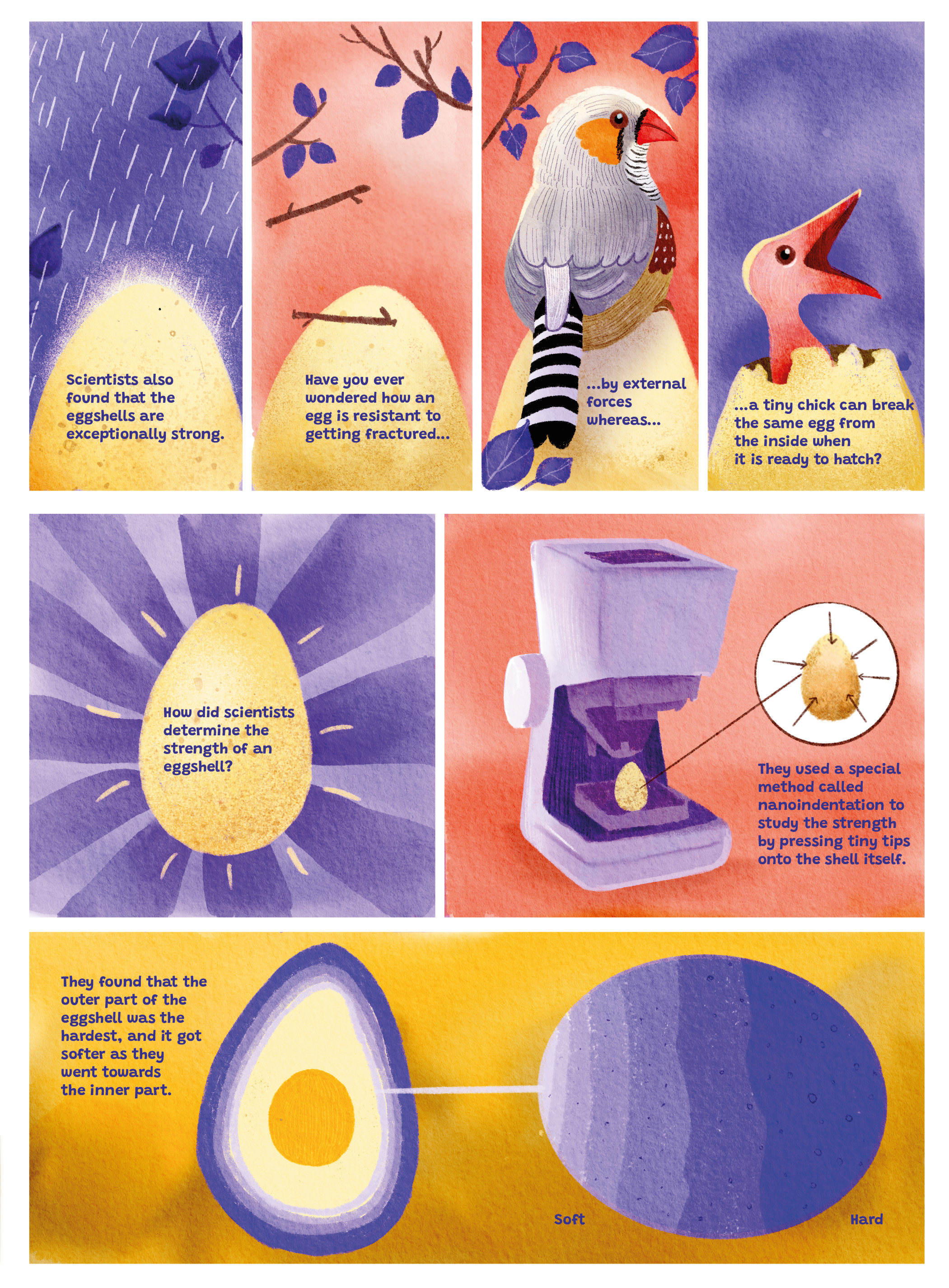 Eggshells-WY-7x9-03.png