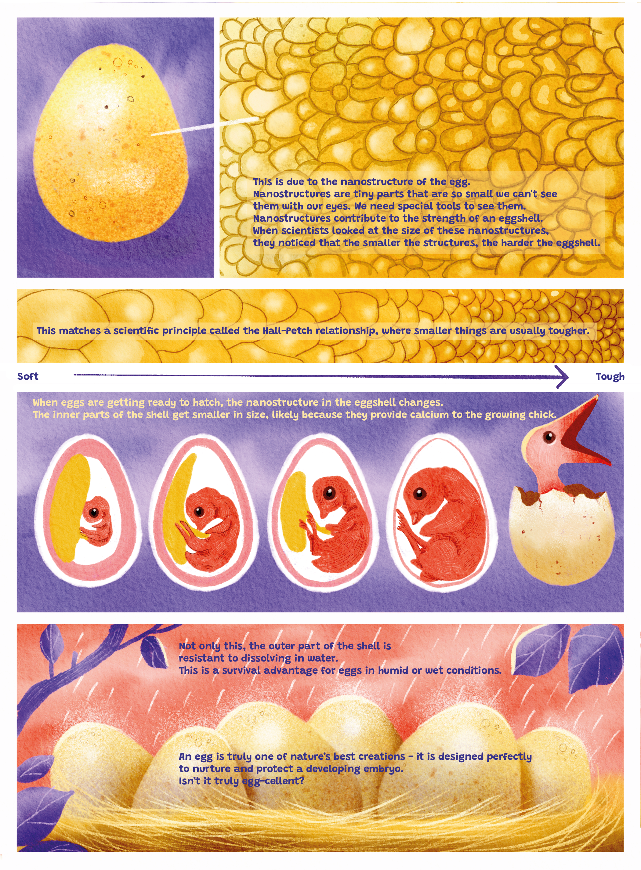 Eggshells-WY-7x9-04.png