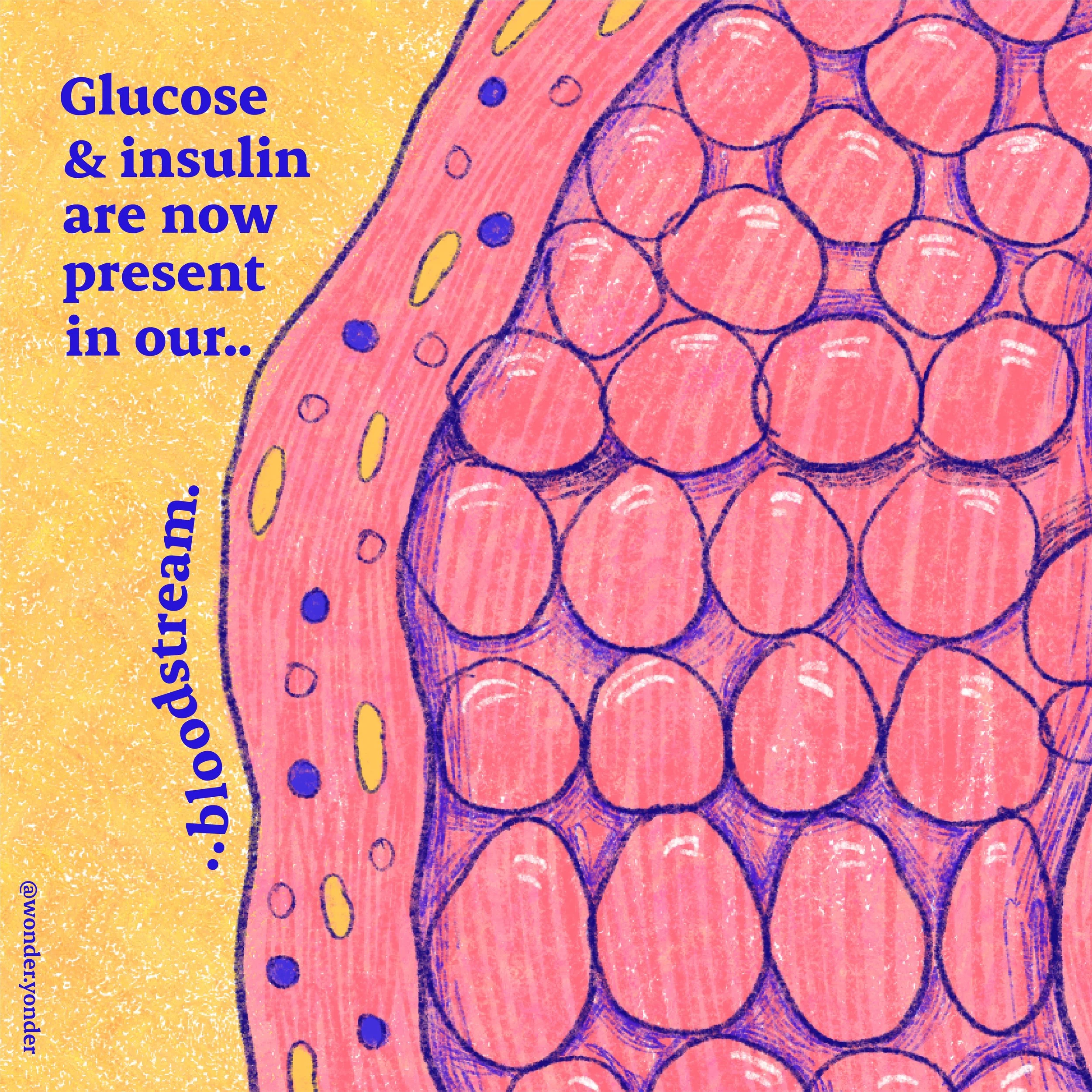 Diabetes-explainer-WonderYonder-03.jpg