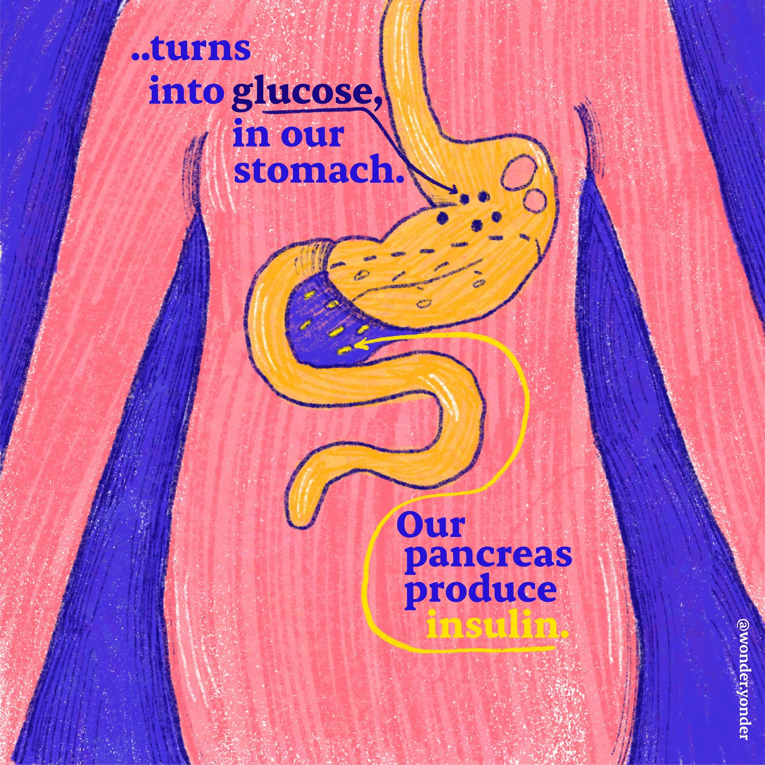 Diabetes-explainer-WonderYonder-02.jpg
