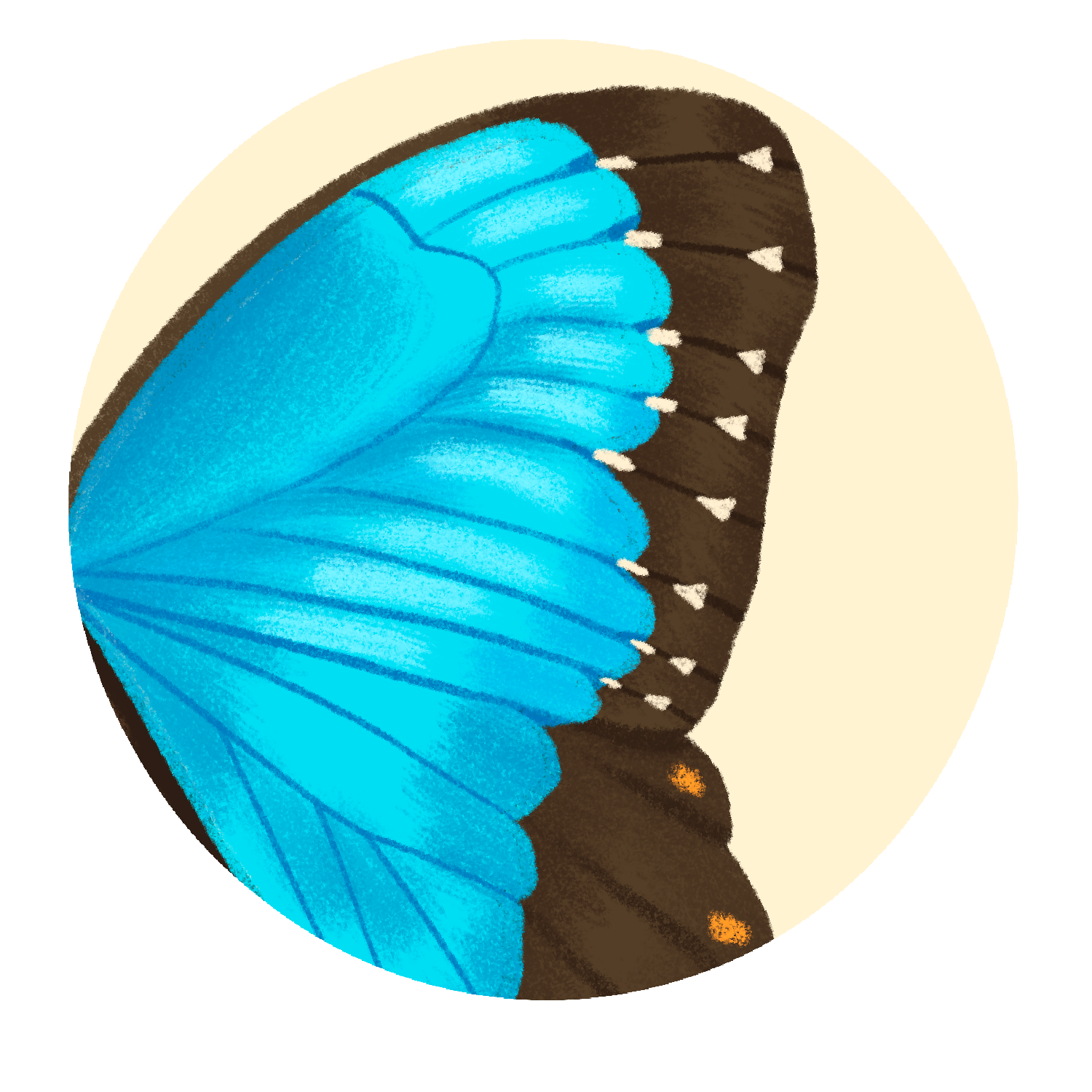 Butterfly wings.PNG