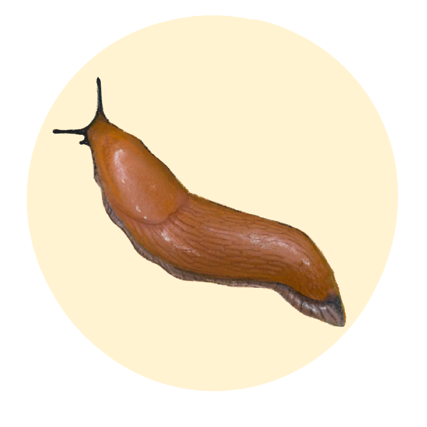 Slug.PNG
