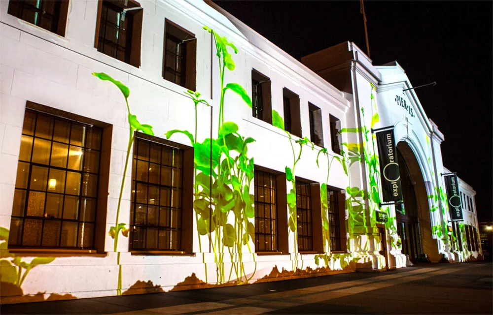 Plant growth facade projection