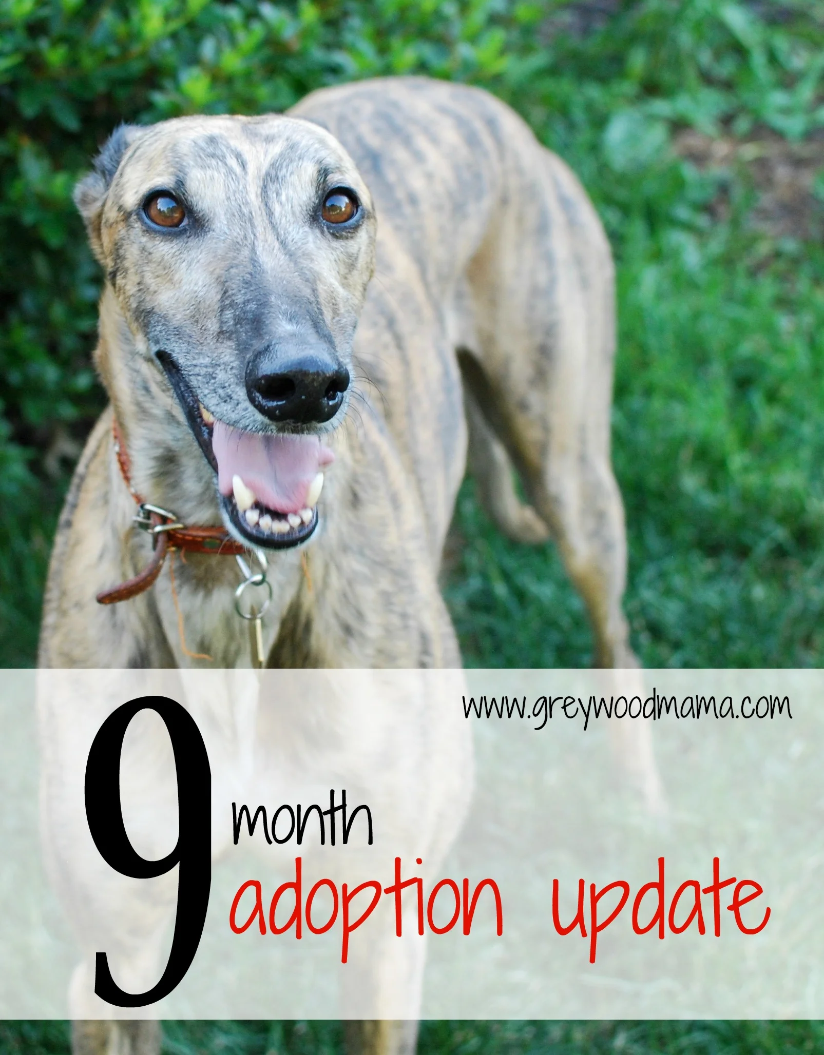 9month_adoption-update.jpg