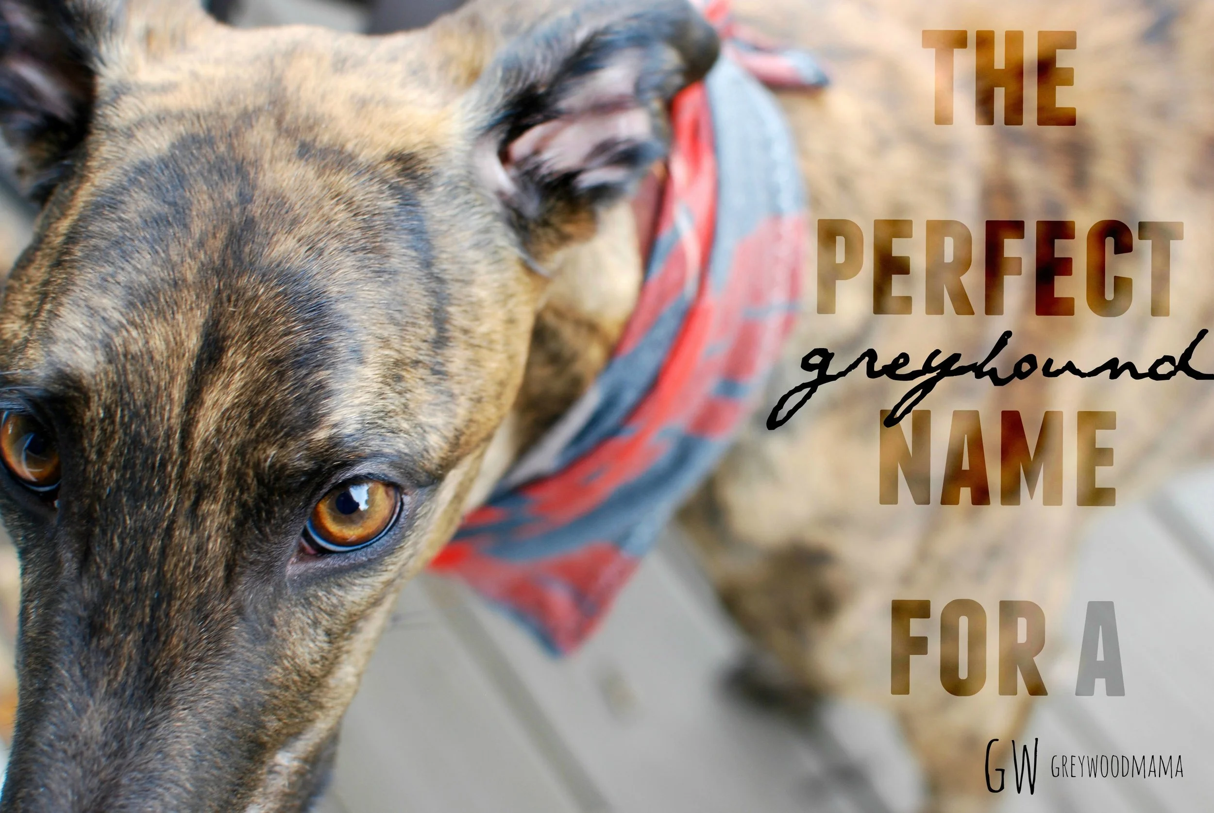 dog-name_pinterest.jpg