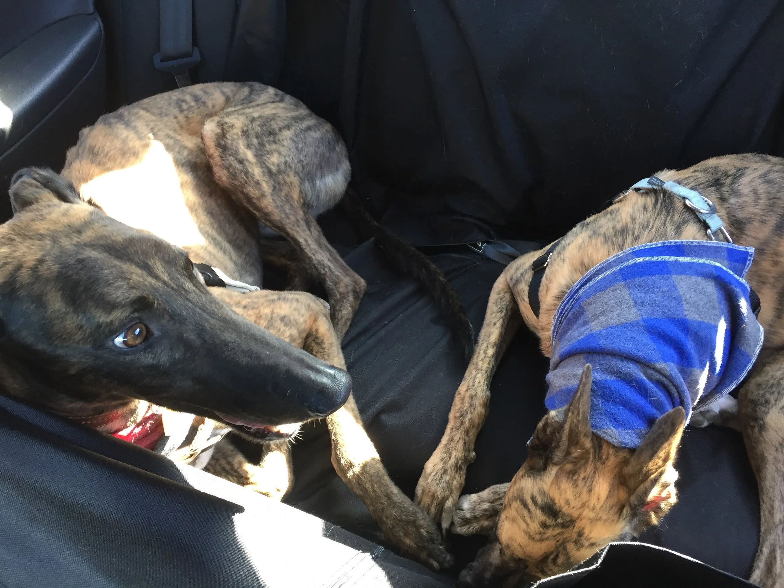 car-ride1.jpg