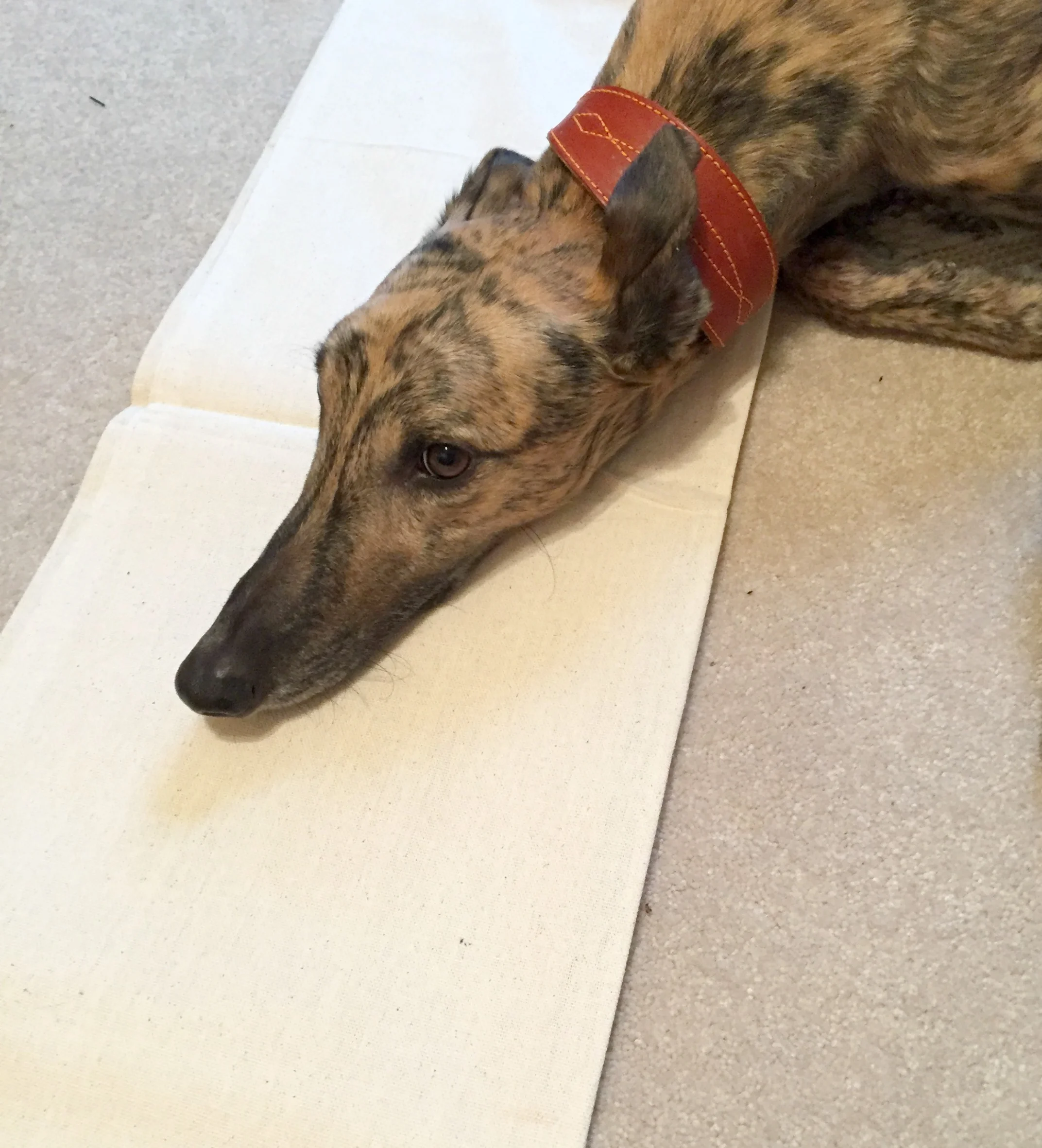 drop-cloth-dog.jpg