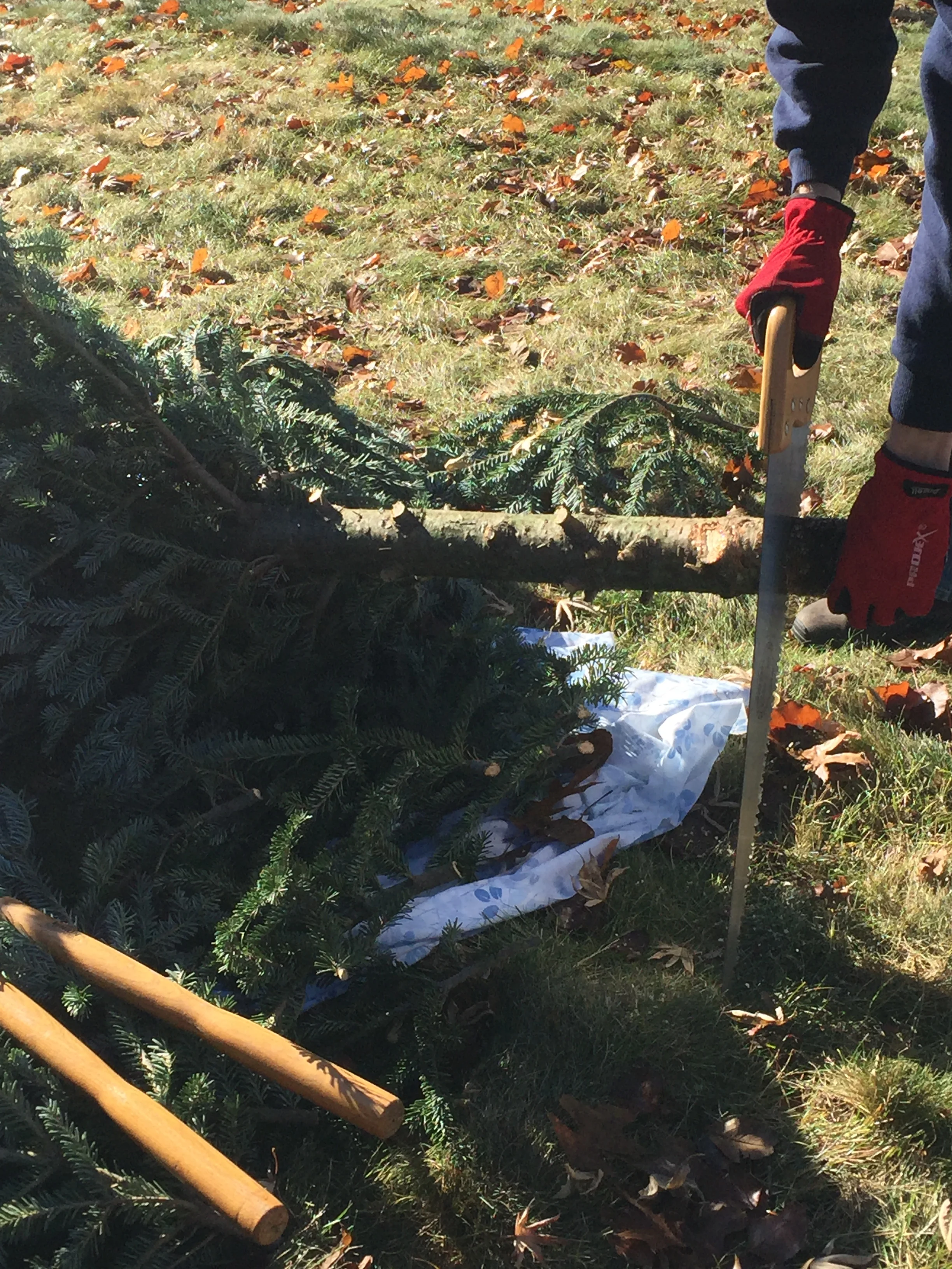 removing-bottom-of-tree-trunk.jpg
