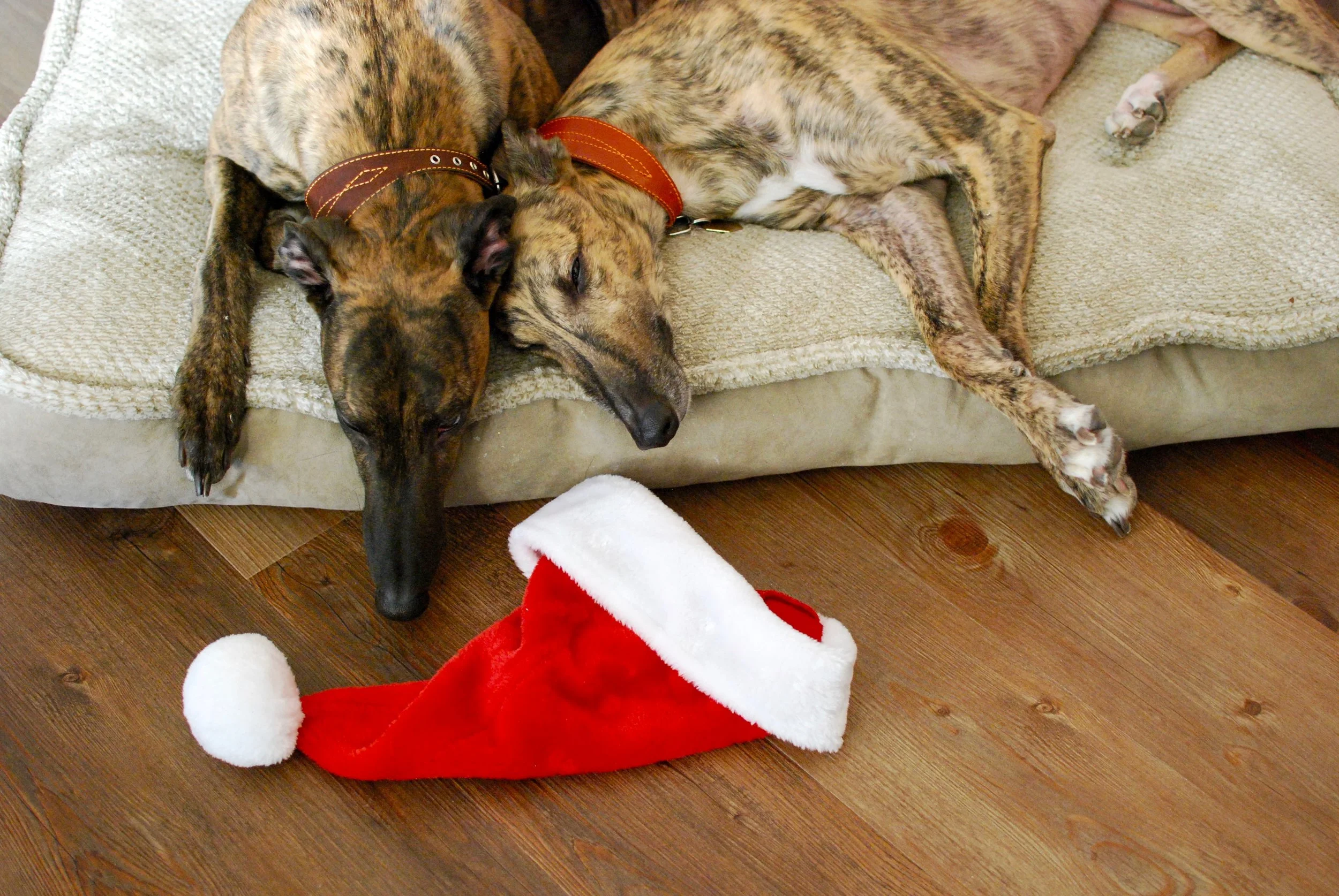 santa-hat-3.jpg