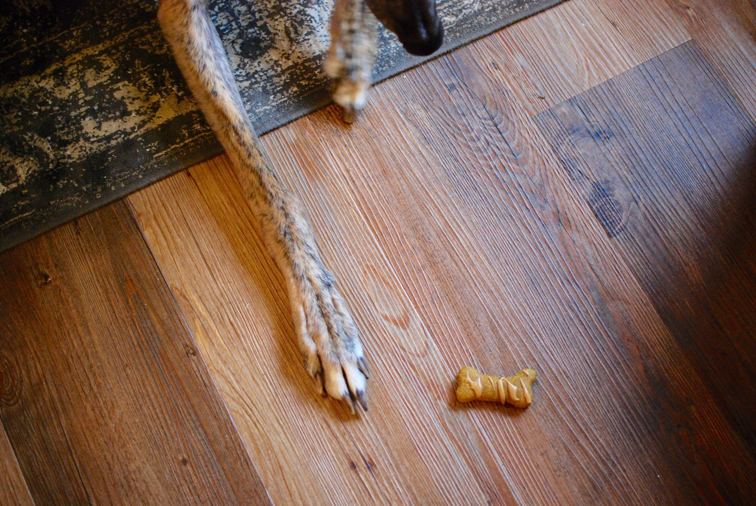 foot-and-treat.jpg