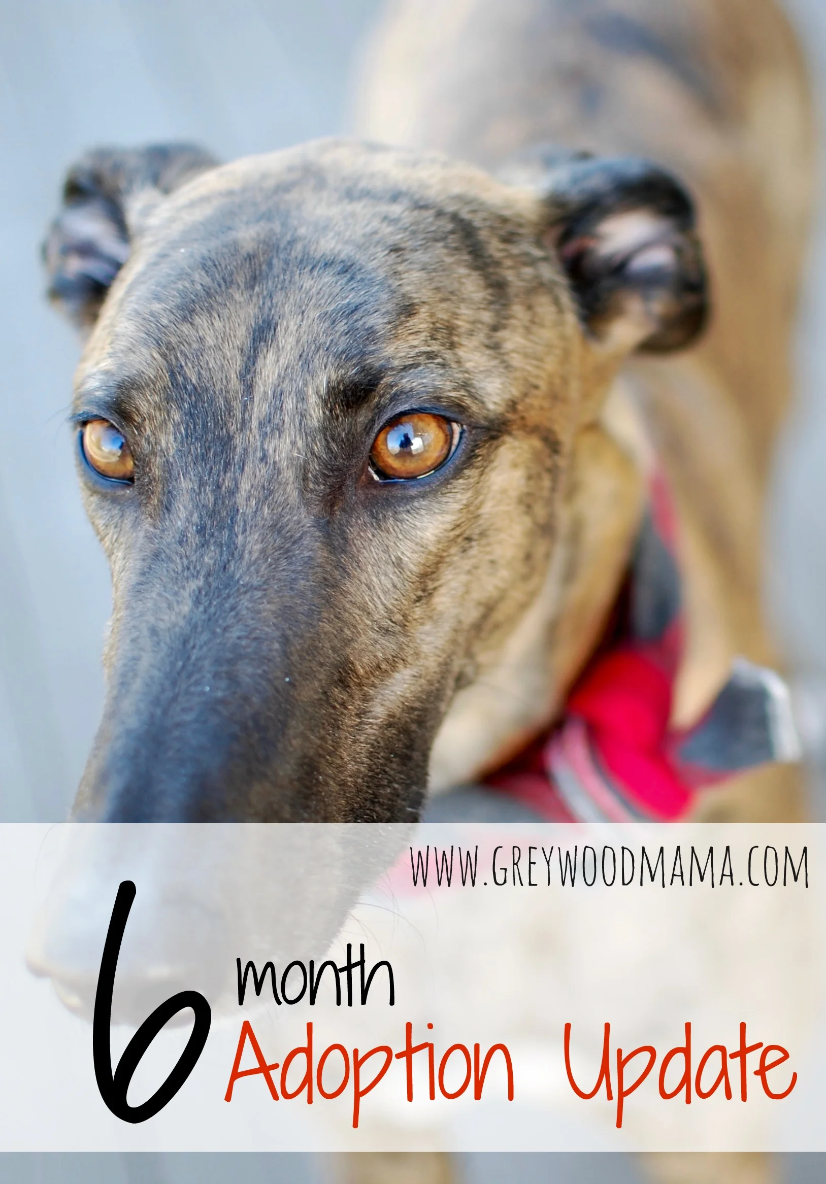 adoption-update6_pin.jpg