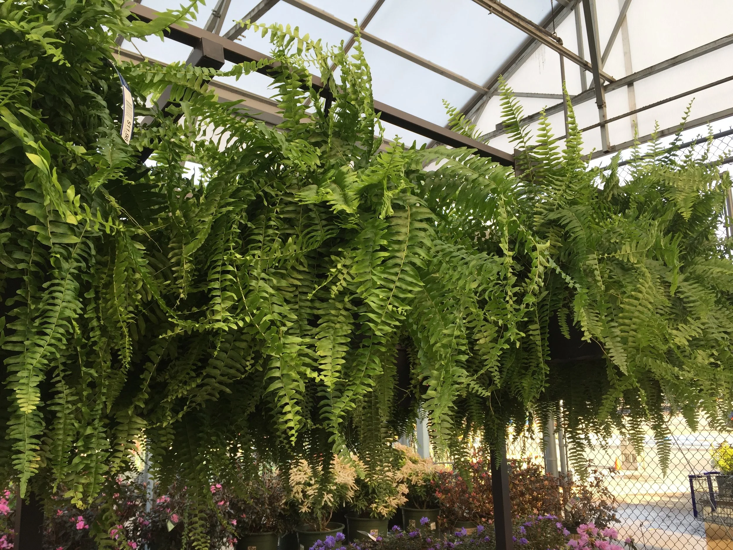 ferns.jpg
