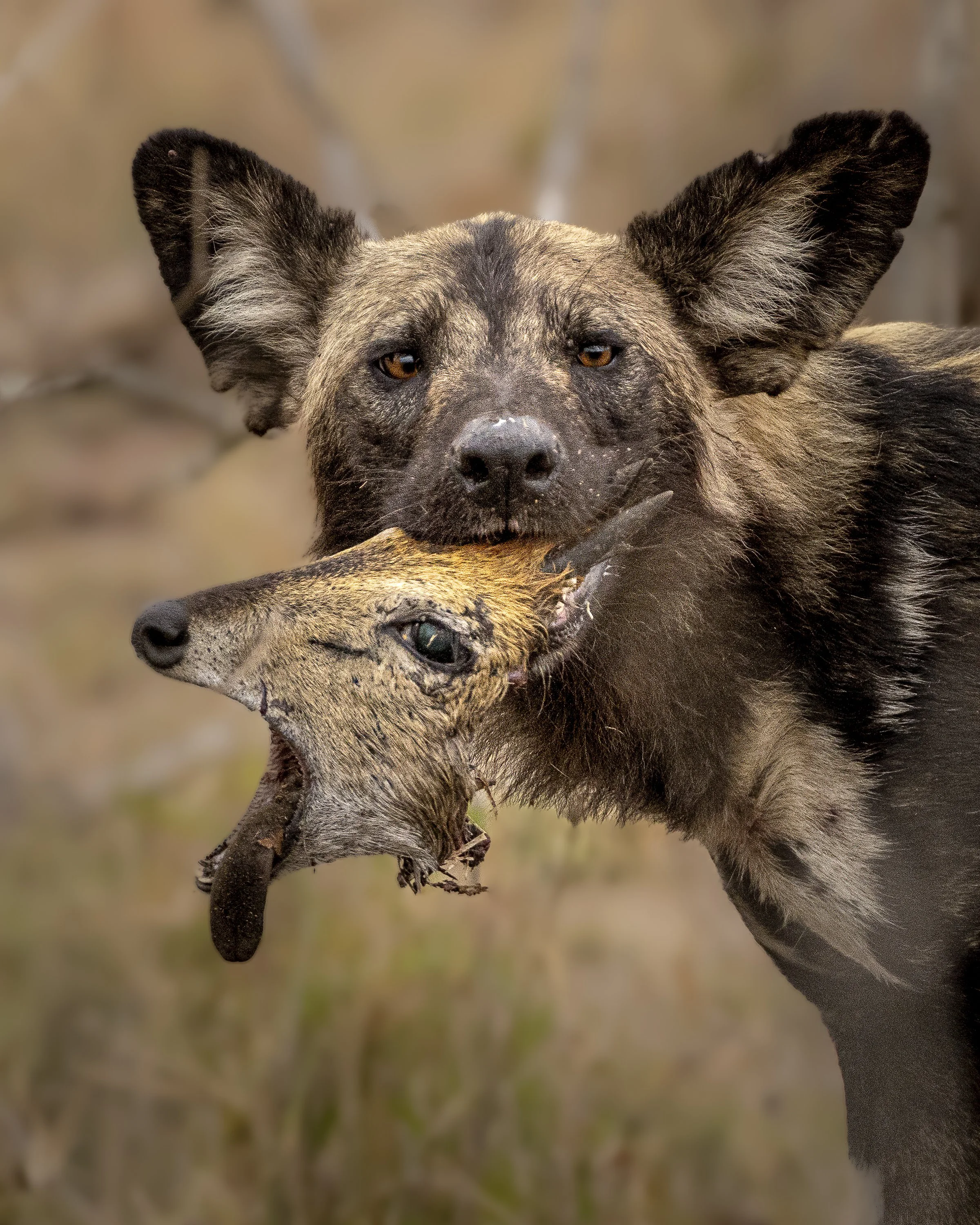 African Wild Dog