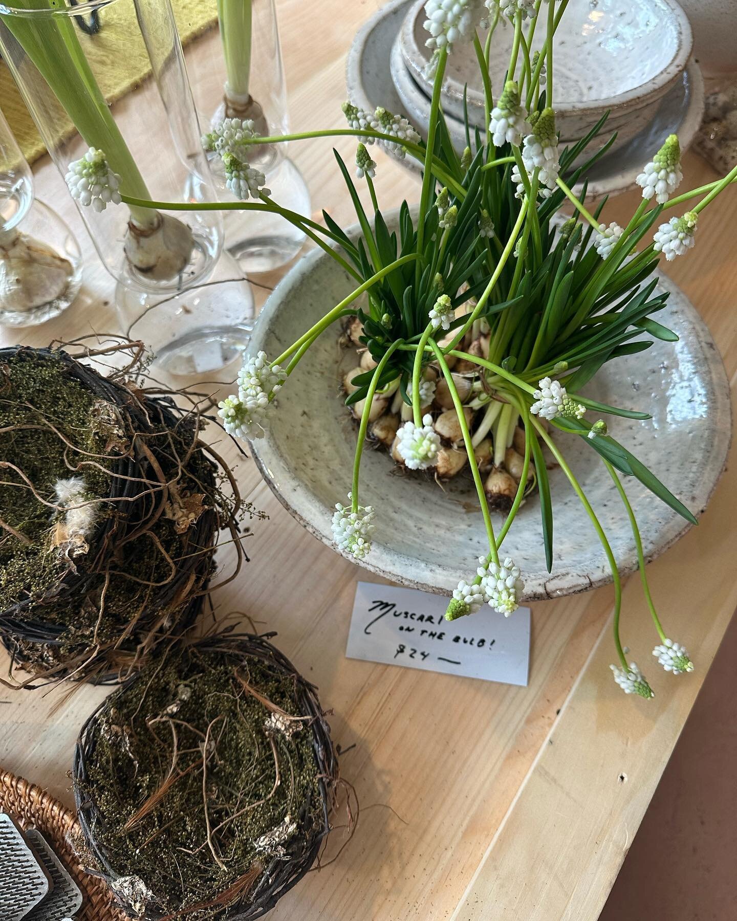 Spring is springing! Muscari bulbs from @weatherlow_florals at @wildseasonflorals will surely put you in the mood. 🤍