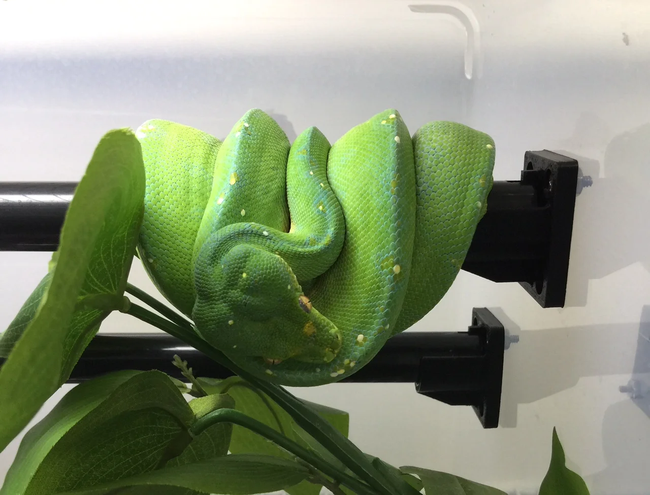 Gallery — The Reptile Perch
