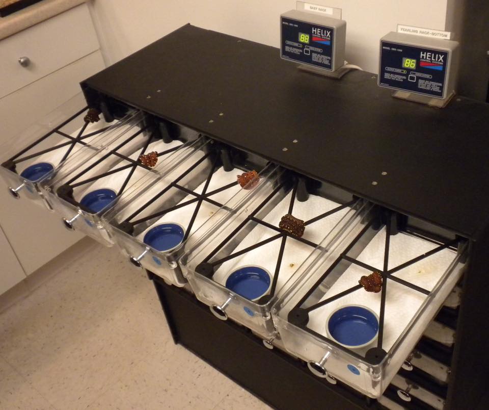 Gary Schiavino's Baby rack