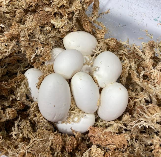 Spark Eggs 2020.PNG
