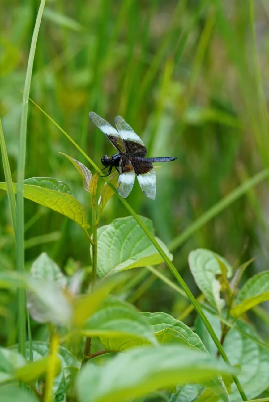 BUG09465.jpg