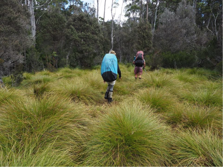 Buttongrass Moorland