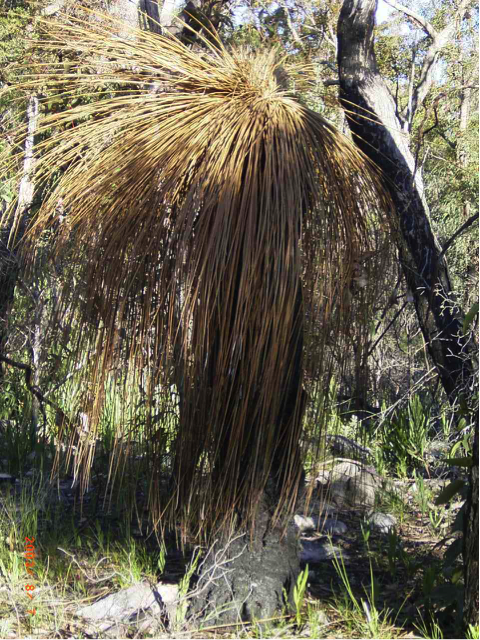 affected grass tree.png