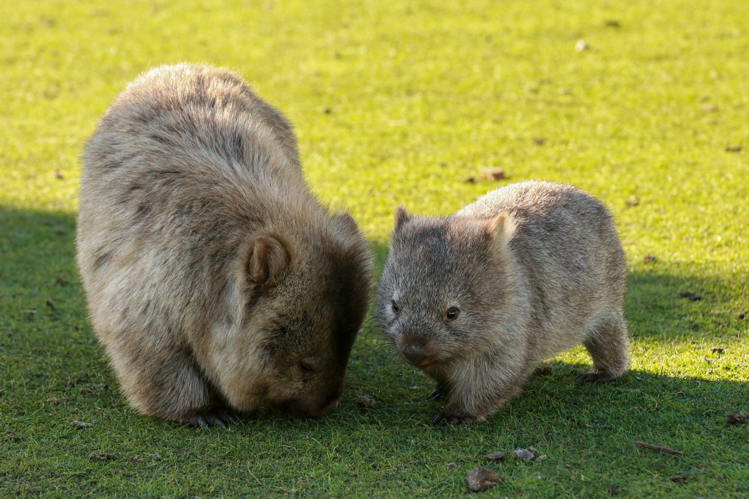 Wombats at Maria Island