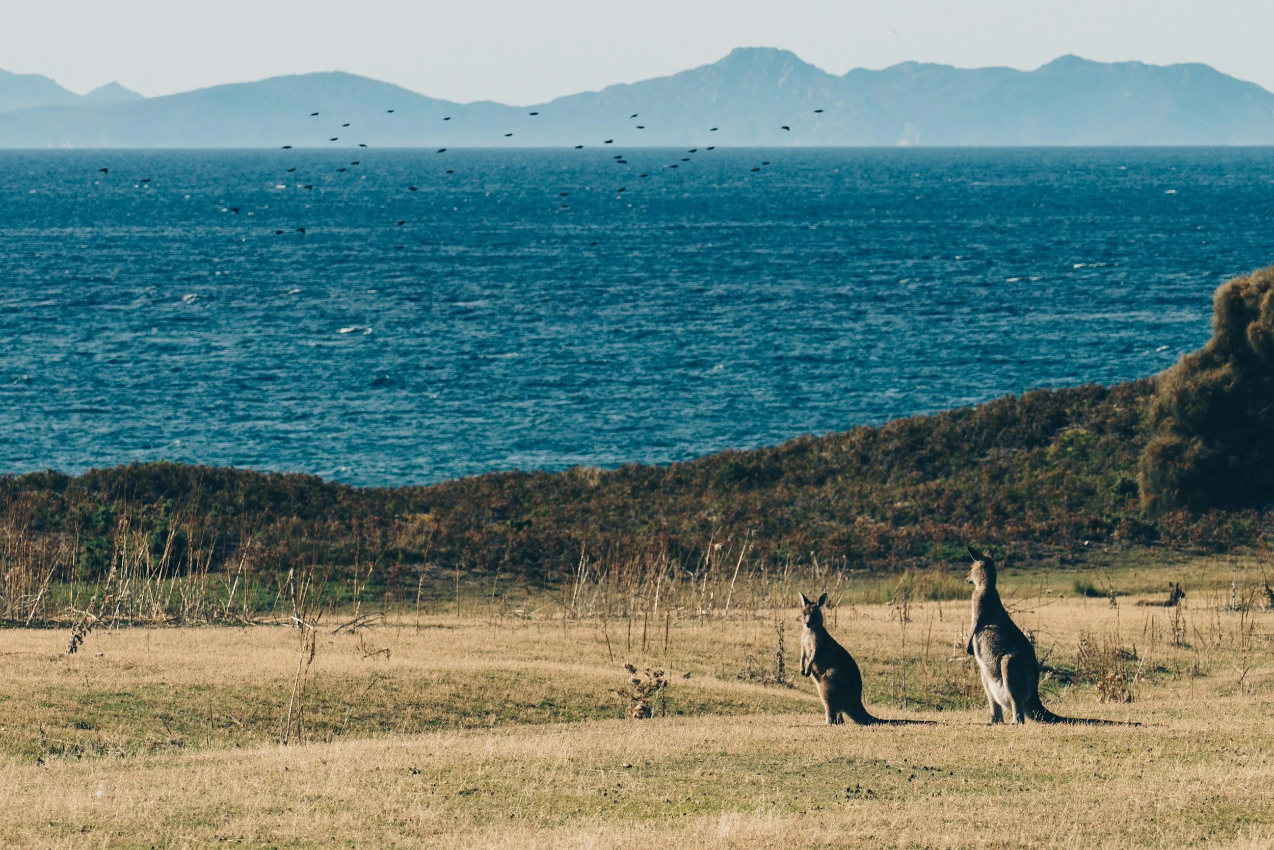 Kangaroos at Maria Island