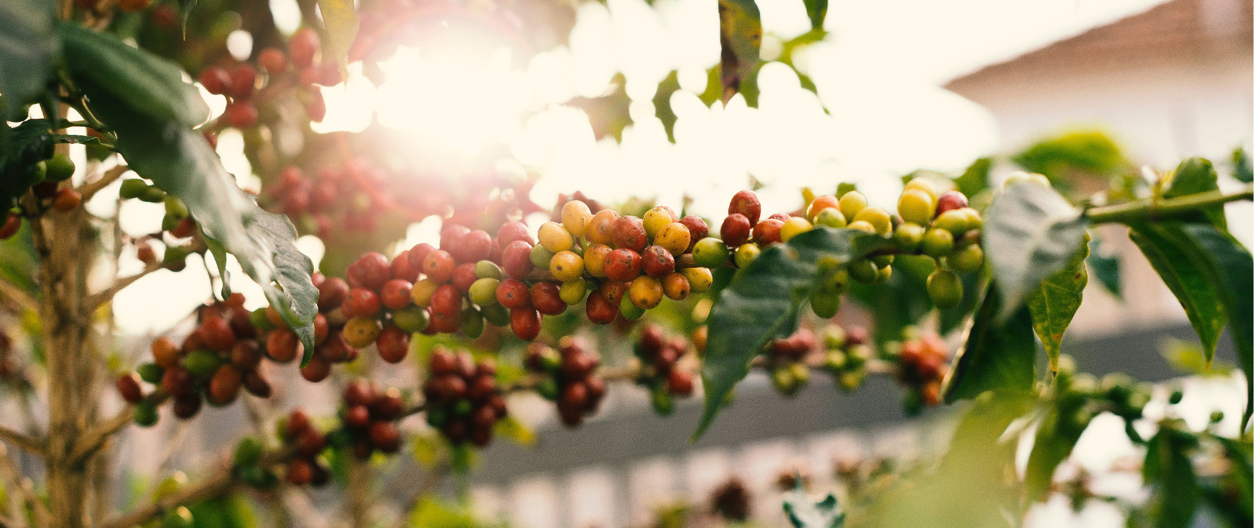 Tasmanian Produce Recognised For Value