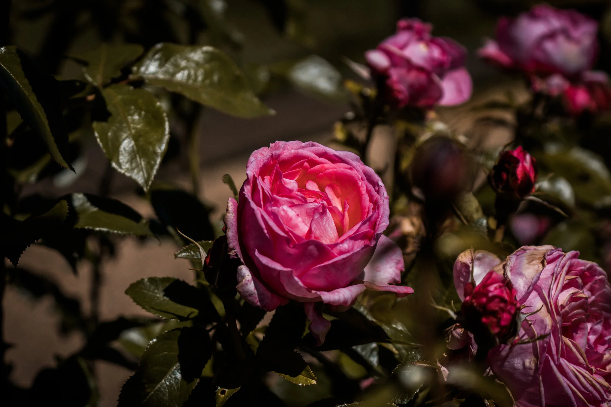 Drysdale (Web) (4 of 4).jpg