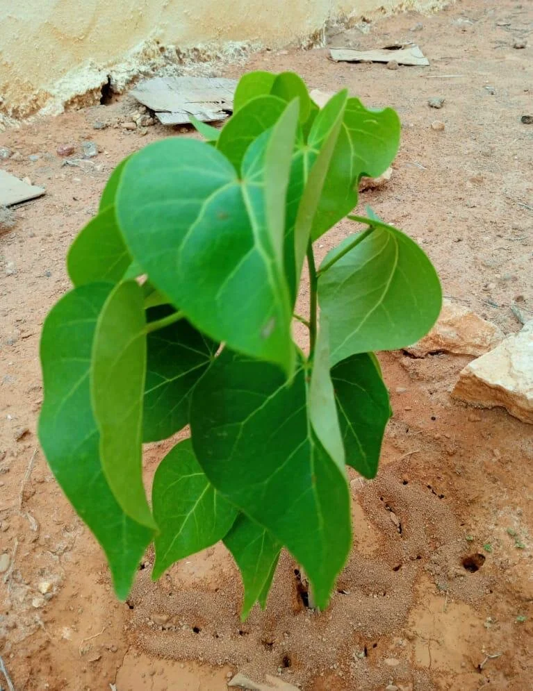 d1f8a412-ba6a-4003-9a3f-bfb724ee8b6d 3.JPG