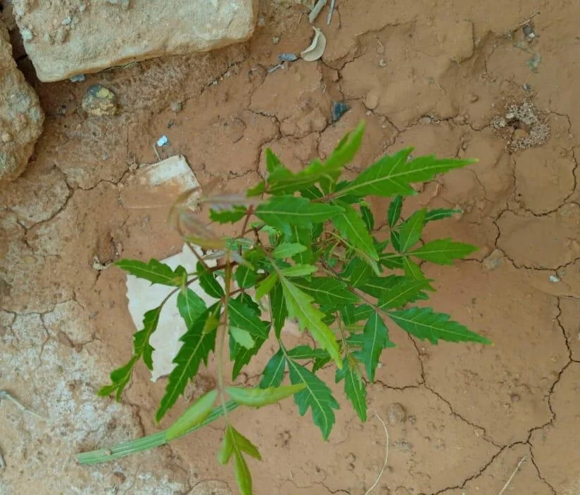 584f93f2-4b72-46ff-a3b7-f5304e5fe2a9 2.JPG