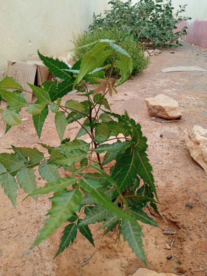 59e4a64b-94de-450a-af64-d968d95a711f 5.JPG