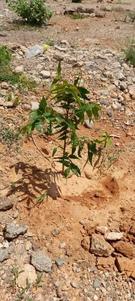 cfead92b-2004-4ad5-b84e-6ad6d03d7c4b 2.JPG