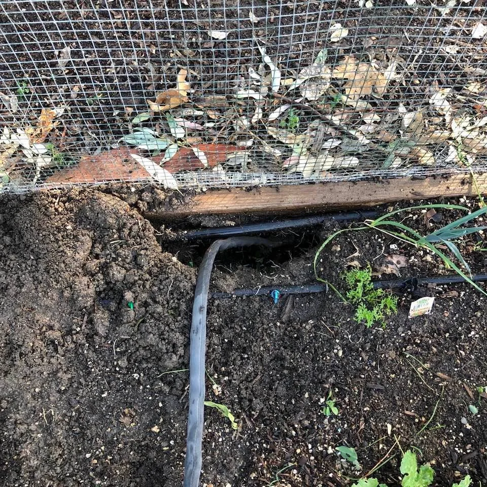 Gardening Report February 16, 2022: Gopher Baroque