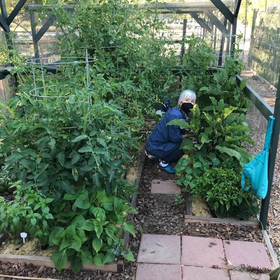 Gardening Report July 22, 2022