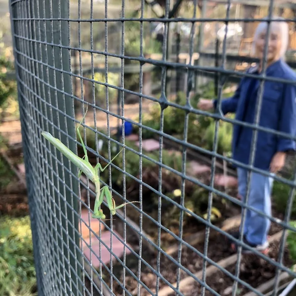Gardening Report September 23, 2022