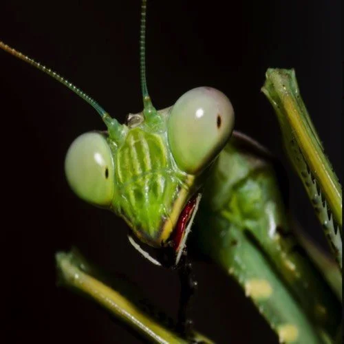 Let Us Prey [FICTOID]