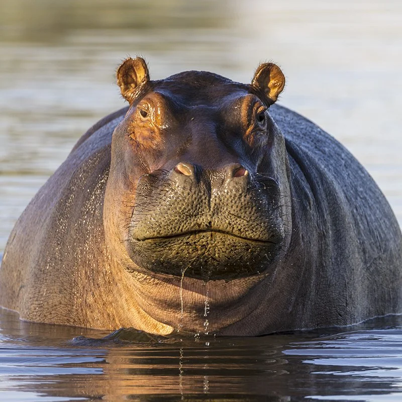 J. D. Salinger Dreams Of Hippopotami [FICTOID]